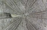 Displayable Fossil Sea Urchin (Clypeus) - England #65856-2
